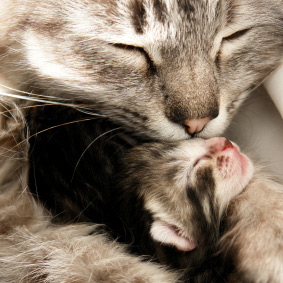 Chatte avec son chaton