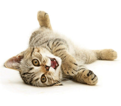 Préparez l'alimentation, la litière et le couchage de votre chaton