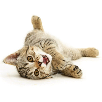 Préparez l'alimentation, la litière et le couchage de votre chaton