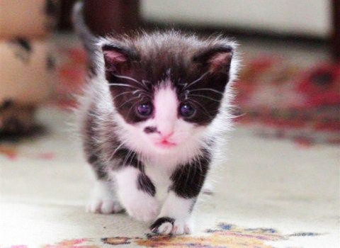 L'adoption du chaton