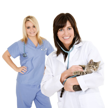 Chaton chez le vétérinaire