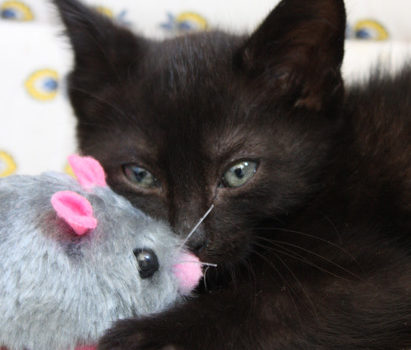 Chaton à adopter
