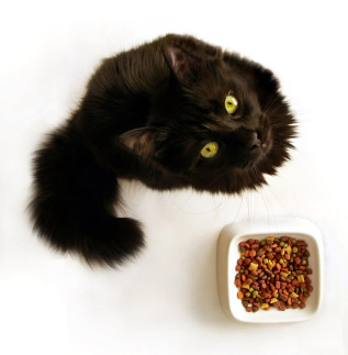 Chat devant sa gamelle de croquettes
