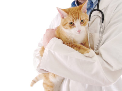 Chat dans les bras d'un vétérinaire