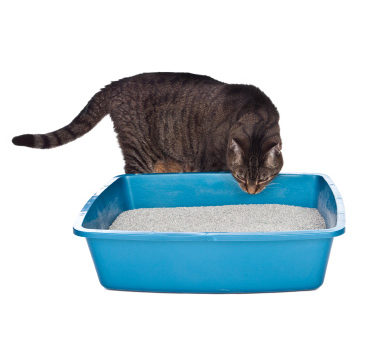 Litière pour chat