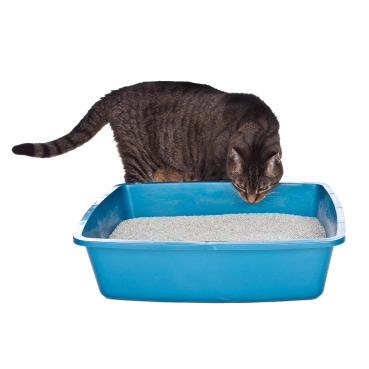 Litière pour chat