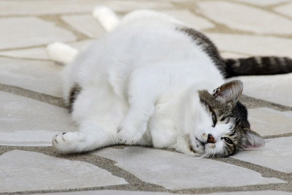 Obésité du chat