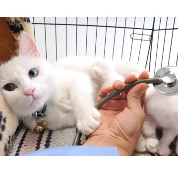 La péritonite infectueuse du chat