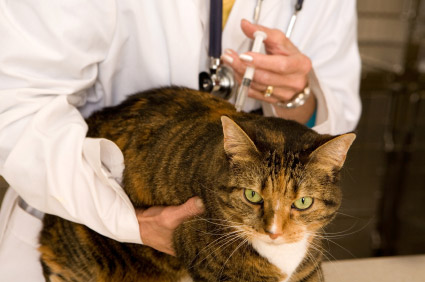 La vaccination du chat