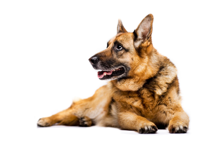 Les minéraux sont importants dans la ration quotidienne de votre chien