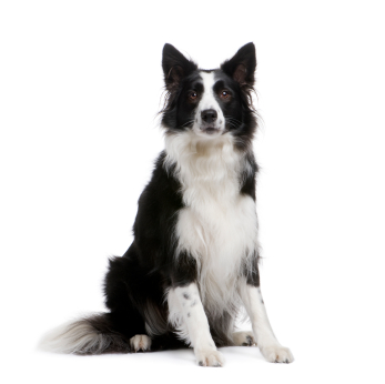 Les nutriments sont essentiels pour votre chien