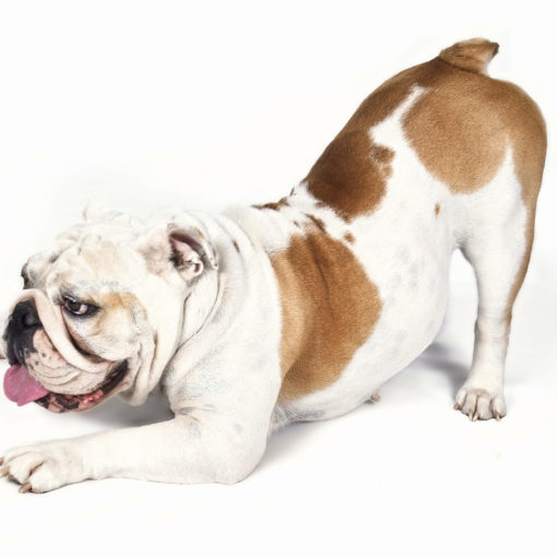 Donnez une alimentation stable et premium à votre chien