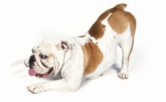 Donnez une alimentation stable et premium à votre chien