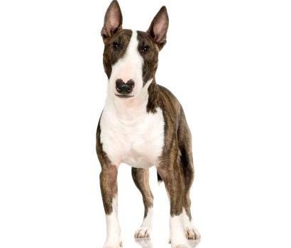 N'ayez pas mauvaise conscience à castrer votre chien