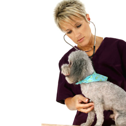 Caniche examiné par un vétérinaire