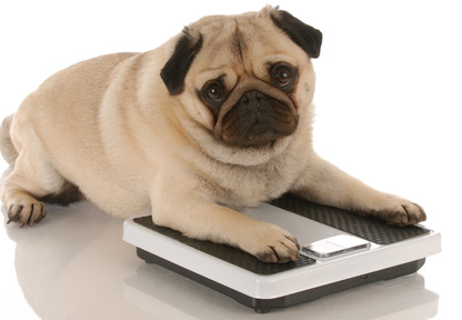 Le chien et la balance