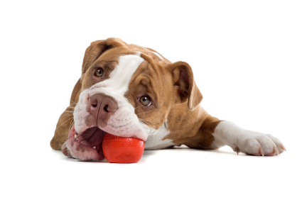 Le chien adore jouer