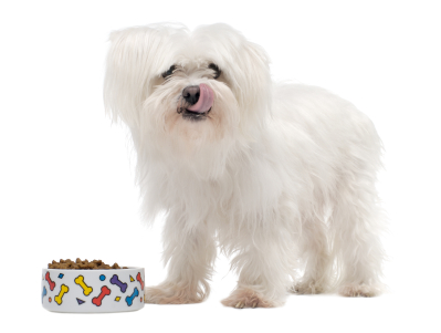 Les croquettes : la meilleure alimentation pour votre chien