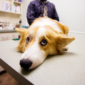 la maladie de carré chez le chien