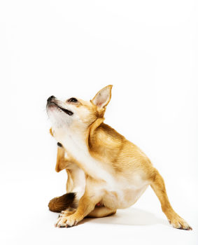 Les démangeaisons sont nombreuses chez le chien