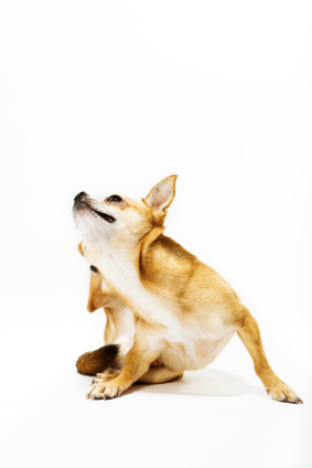 Les démangeaisons sont nombreuses chez le chien