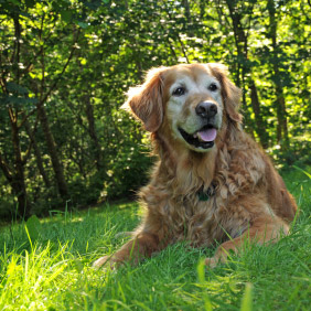 Chien dans l'herbe