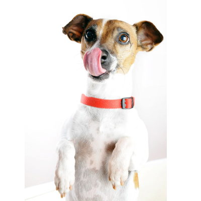 Les croquettes premium sont élaborées pour la santé de votre chien