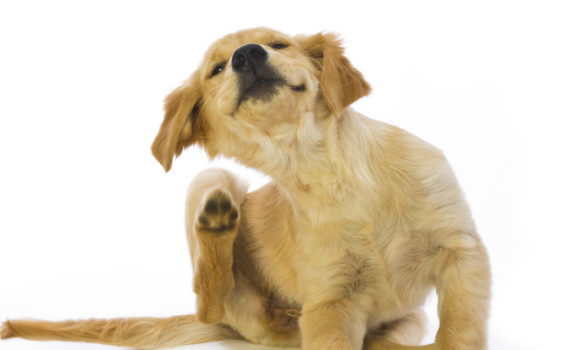 Le chien se gratte