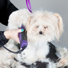 Les chiens à poils longs peuvent être tondus régulièrement