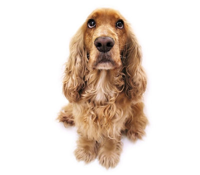 Même si cela est difficile, ne chouchoutez pas trop votre chien
