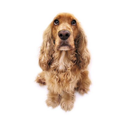 Même si cela est difficile, ne chouchoutez pas trop votre chien