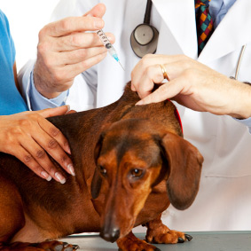 la vaccination du chien