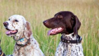 Leptospirose chez le chien