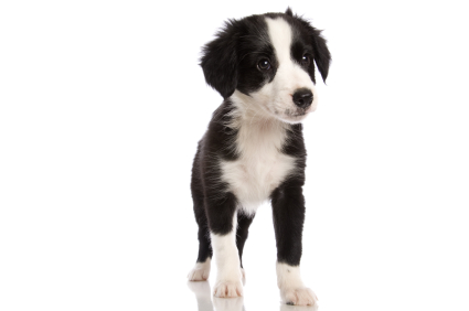 Le chiot doit être propre à l'âge de 4 mois