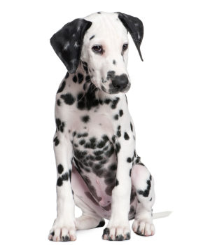 Le chiot doit respecter quelques règles