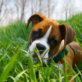 Chiot dans l'herbe