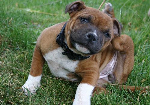 Chiot qui se gratte