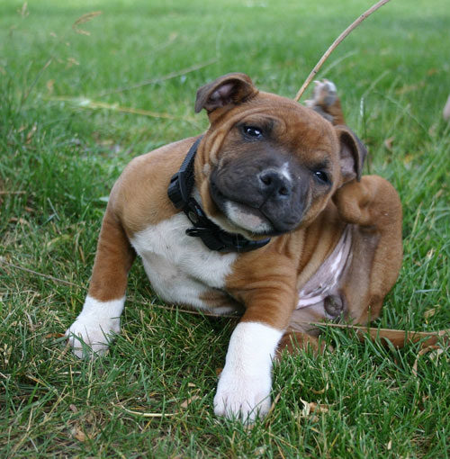 Chiot qui se gratte