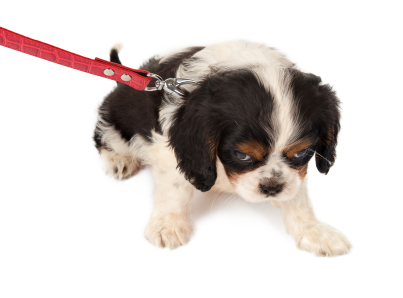 Le chiot va rapidement comprendre et apprendre à marcher en laisse