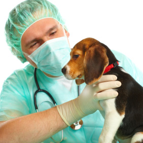 Chiot chez le vétérinaire