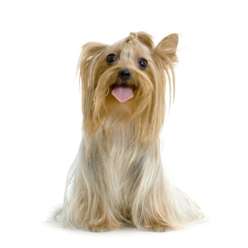 Les chiots de petite race ont besoin d'une alimentation premium