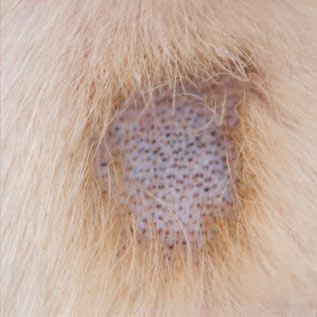 Démodécie canine