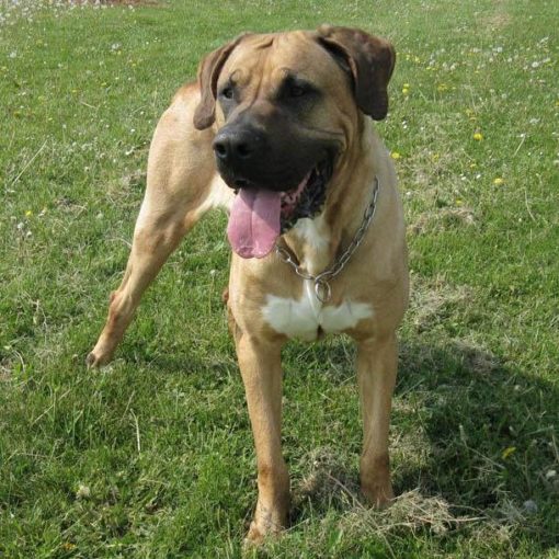 Le Dogo Canario