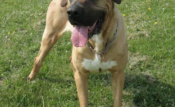Le Dogo Canario