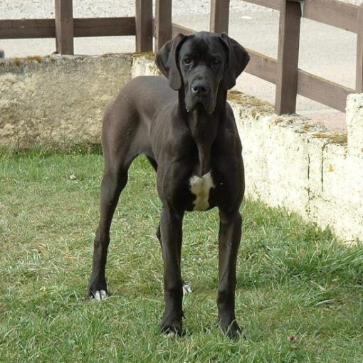 Le Dogue Allemand