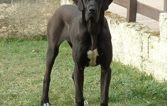 Le Dogue Allemand