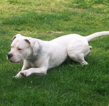 Le Dogue Argentin