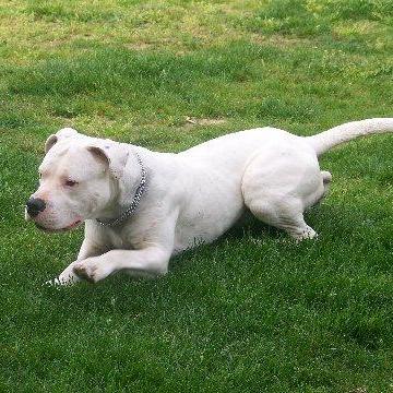 Le Dogue Argentin