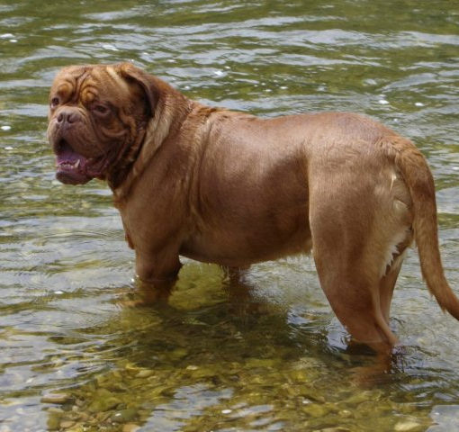 Dogue de Bordeaux