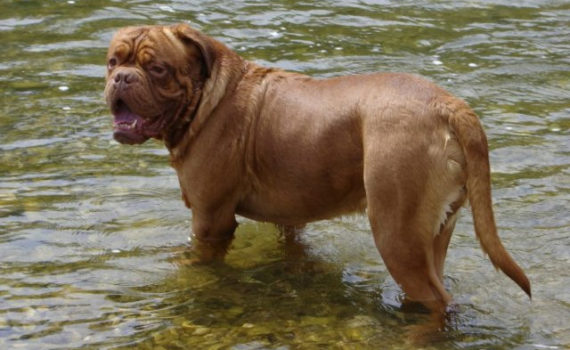 Dogue de Bordeaux